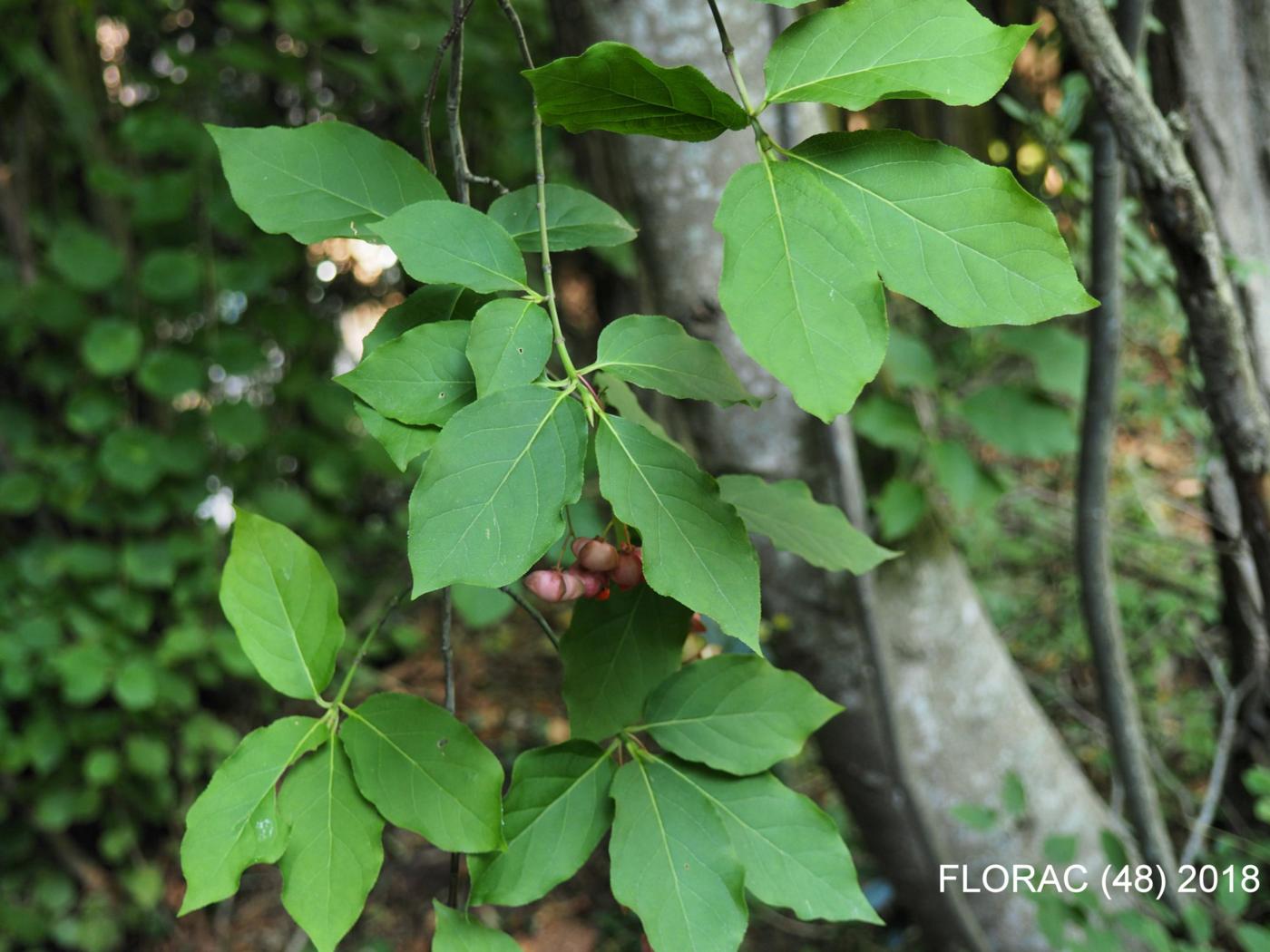 Spindle, Wide-leaved leaf